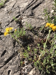 Packera werneriifolia