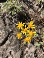 Packera werneriifolia