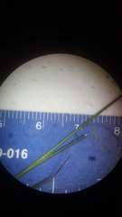 Juncus nodosus