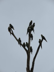 Orthopsittaca manilatus