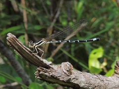 Argia bipunctulata