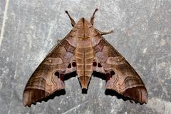 Marumba spectabilis