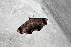 Mecodina albodentata