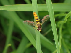 Sphaerophoria philanthus