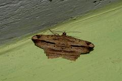 Lepidoptera