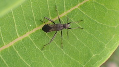 Alydus conspersus