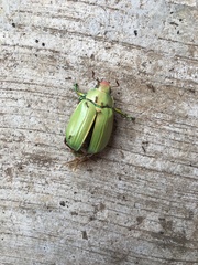 Chrysina laniventris