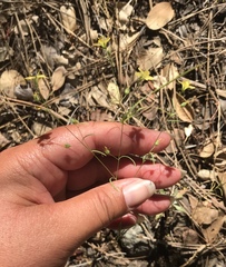 Hesperolinon breweri