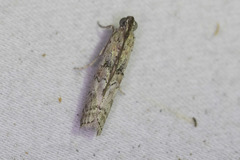 Zamagiria australella