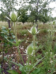Dipsacus laciniatus
