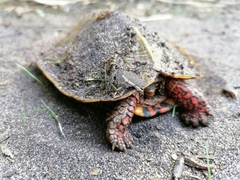 Rhinoclemmys pulcherrima pulcherrima