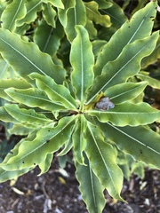 Pittosporum eugenioides