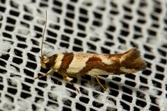 Macrobathra desmotoma