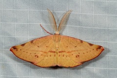 Onycodes traumataria