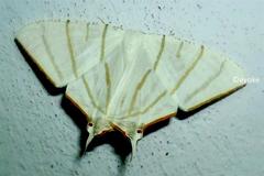Ourapteryx podaliriata