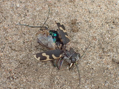 Cicindela formosa