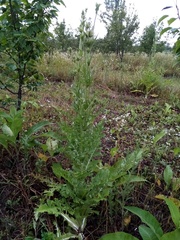 Dipsacus laciniatus