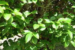 Plinia cauliflora