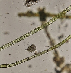 Pseudopediastrum boryanum