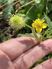 Geum aleppicum
