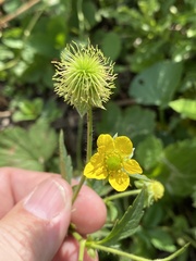 Geum aleppicum