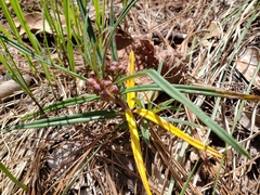 Asclepias circinalis
