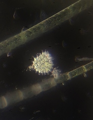 Pseudopediastrum boryanum