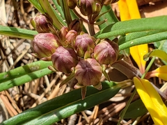 Asclepias circinalis