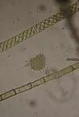 Pseudopediastrum boryanum