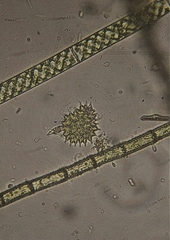 Pseudopediastrum boryanum