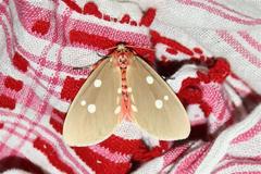 Tinolius eburneigutta