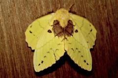 Trabala viridana