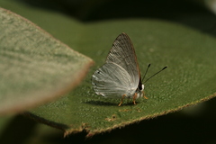 Euselasia eupatra
