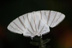 Urapteroides astheniata