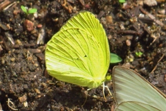 Pyrisitia dina