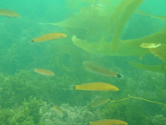 Halichoeres californicus