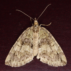 Hydriomena renunciata