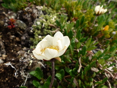 Dryas ajanensis