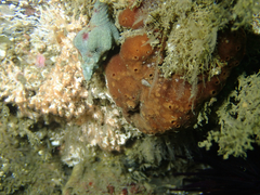 Amphimedon trindanea