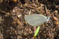 Eurema daira