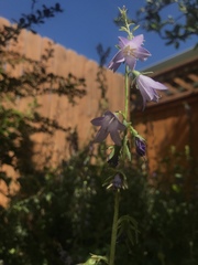 Campanula