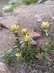Castilleja nana