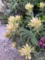 Castilleja nana