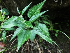 Lamium galeobdolon flavidum