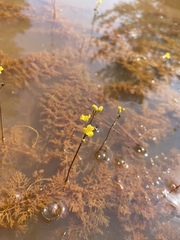 Utricularia geminiscapa