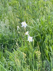 Aquilegia coerulea