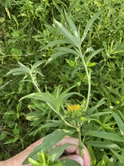 Neolasioptera helianthi