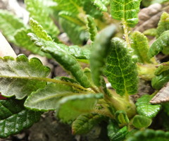 Dryas ajanensis