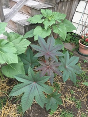 Ricinus