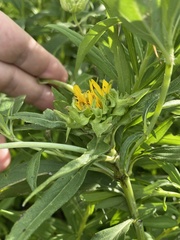 Neolasioptera helianthi